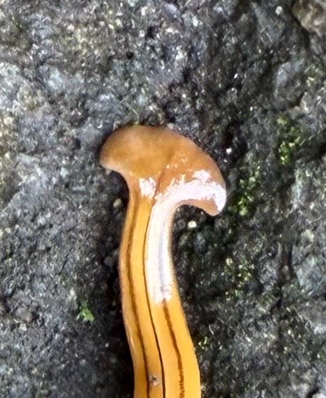 MiddleHub365's tweet photo. 散歩してたら謎の生物を発見。

長さ30cm近く、黄色っぽくて細長い。最初は細いヘビかと思ったけど、よく見ると質感も動きもナメクジっぽい。

調べたらコウガイビルという陸生プラナリアらしい。ナメクジやミミズを食べる肉食とのこと。

…で、さらに驚いたのはここから。

その後10分でさらに3匹も発見！こんなにあったんか、オマイら。ちなみに他の個体はミミズくらいのサイズやった。

10分で4匹も見つかったってことは、多分これまでの人生でも無数に見てたはず。

でもワイの脳は、こんなデカい生き物なのに、何十年も背景として処理してたわけや。

それが、たった数分観察しただけでワールドモデルが更新され、急に「コウガイビル発見器」になったw

世界は何も変わってない。変わっ��のはワイの脳内ワールドモデルだけ。

既存知識を保ちつつ新しい概念を一瞬で学習できる、人間の脳、マジ天才すぎるw

今のAIだとこういう学習はまだ難しい。

ちなみに、詳しい方、これコウガイビルで合ってますか？
