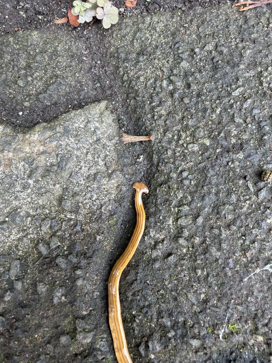 MiddleHub365's tweet photo. 散歩してたら謎の生物を発見。

長さ30cm近く、黄色っぽくて細長い。最初は細いヘビかと思ったけど、よく見ると質感も動きもナメクジっぽい。

調べたらコウガイビルという陸生プラナリアらしい。ナメクジやミミズを食べる肉食とのこと。

…で、さらに驚いたのはここから。

その後10分でさらに3匹も発見！こんなにあったんか、オマイら。ちなみに他の個体はミミズくらいのサイズやった。

10分で4匹も見つかったってことは、多分これまでの人生でも無数に見てたはず。

でもワイの脳は、こんなデカい生き物なのに、何十年も背景として処理してたわけや。

それが、たった数分観察しただけでワールドモデルが更新され、急に「コウガイビル発見器」になったw

世界は何も変わってない。変わっ��のはワイの脳内ワールドモデルだけ。

既存知識を保ちつつ新しい概念を一瞬で学習できる、人間の脳、マジ天才すぎるw

今のAIだとこういう学習はまだ難しい。

ちなみに、詳しい方、これコウガイビルで合ってますか？