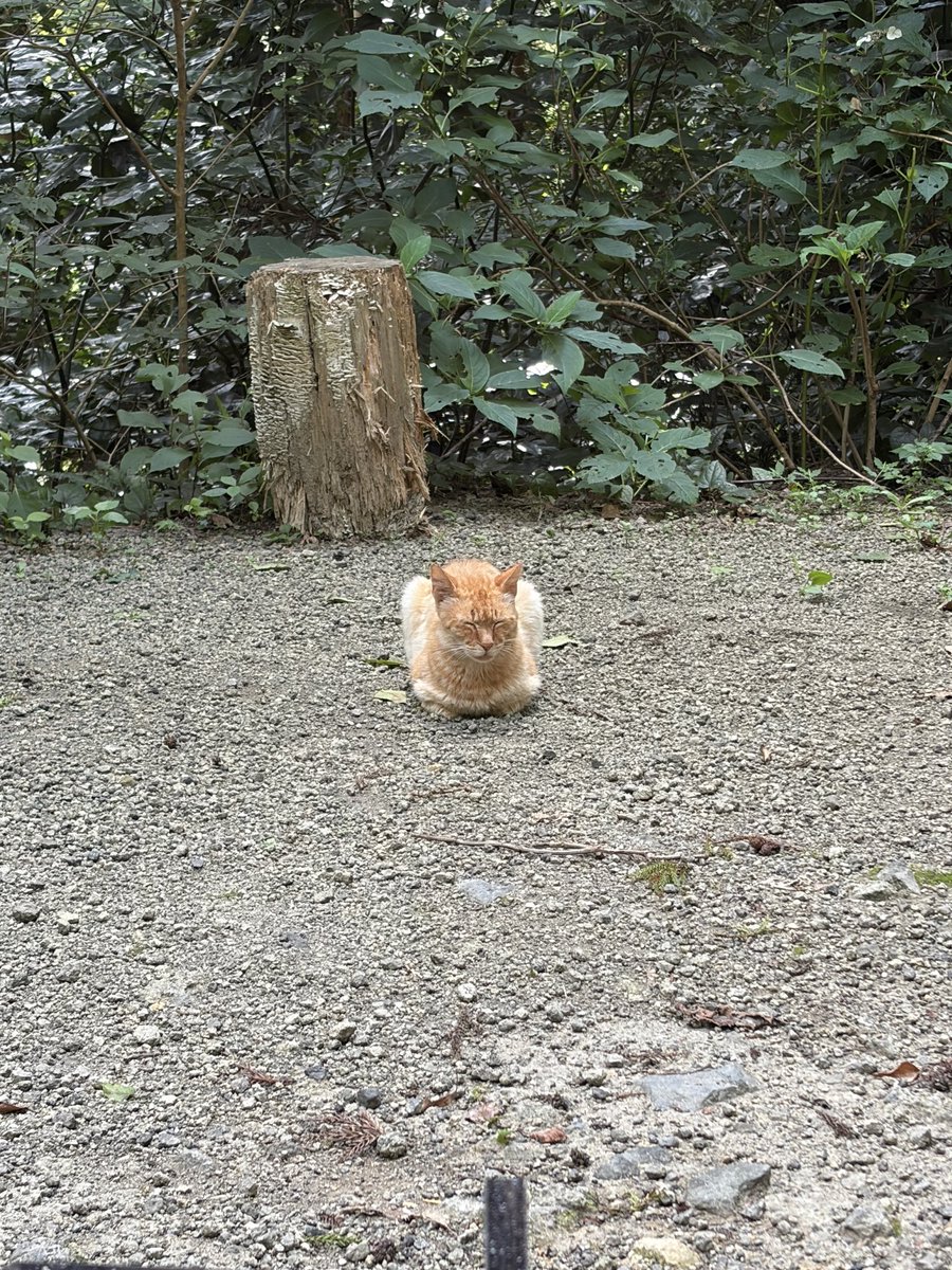 mistio0405's tweet photo. 微妙にソロキャンじゃなかった https://t.co/G7TlxjgI6J