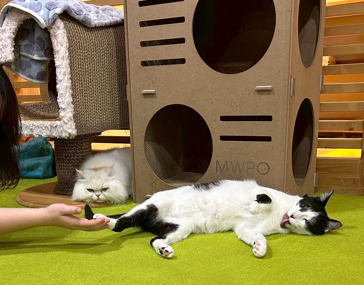 higa4cats's tweet photo. オレオくんの足触らせてもろて喜んでいる写真撮ってもらいましたが、顔がシャイニングのジャックニコルソンと完全に一致していて怖かったです
#おれを見てや https://t.co/Gj9ZfNtsGP