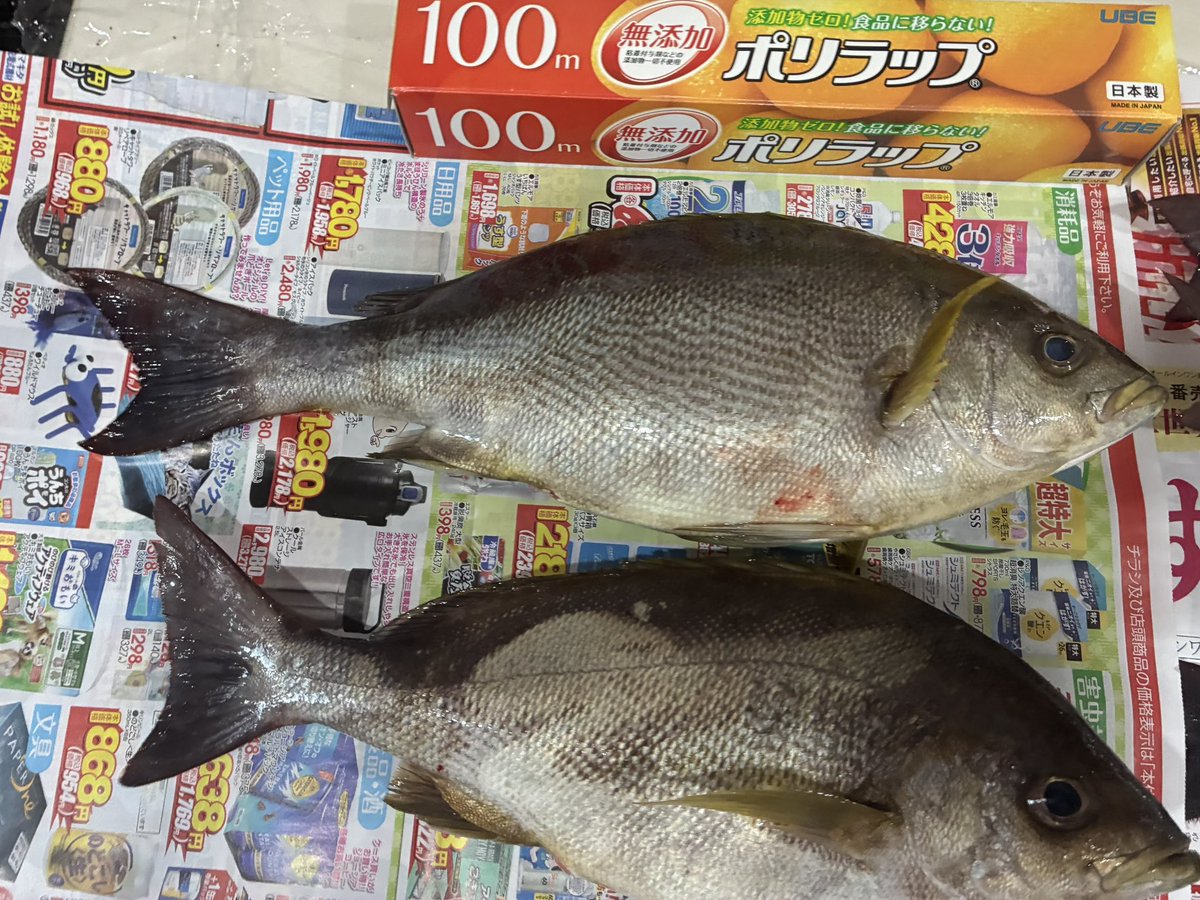 HirePira's tweet photo. 今時期の瀬戸内イサキ美味すぎ https://t.co/g9WJb4T3Un