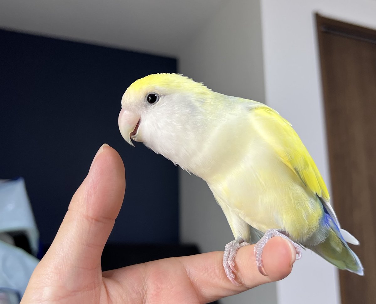 ツルギ tweet media