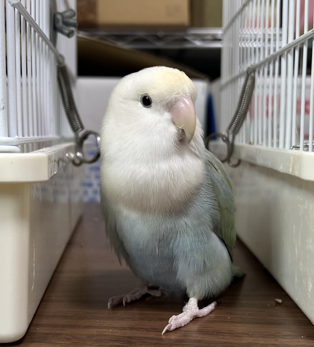 ツルギ tweet media