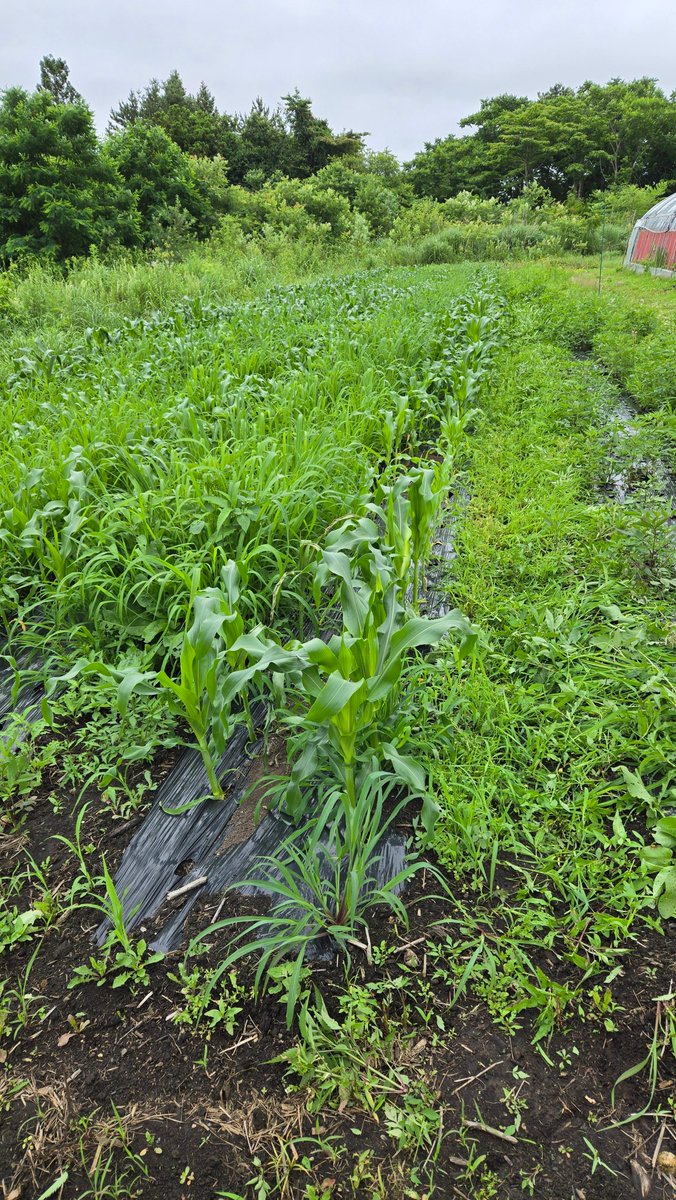 typegold_BMG's tweet photo. 雨降りすぎていつまでも草刈りできなくて、とうころもしと雑草と高さ一緒😇 https://t.co/GYoQLPrz1B