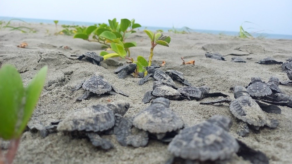 EspaciadoraBar's tweet photo. Dos playas ecuatorianas producen hasta el 99.9% de crías macho de tortuga golfina. Es el primer refugio identificado que trabaja frente a la feminización que el cambio climático provoca en sus poblaciones.

Te contamos: https://t.co/yseVHPWpSl

#PeriodismoEnRed con @MongabayLatam https://t.co/MmNlkjVsgg