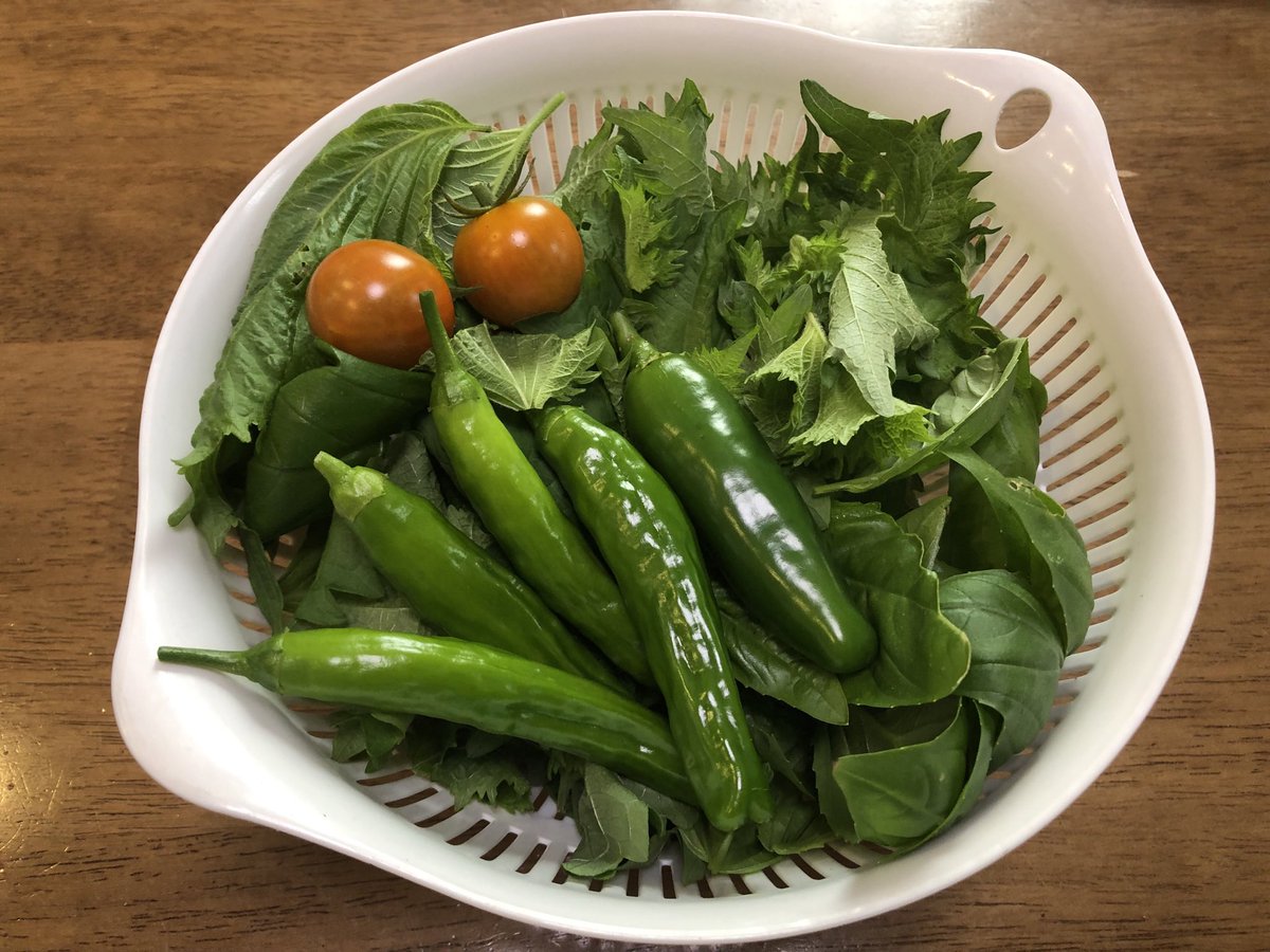 AKTUNE0001's tweet photo. 今朝の朝収穫野菜🥬✨✨
7月に控え目収穫でこんな感じ😊
まぁまぁかな

皆さま楽しい三連休を〜🩷 https://t.co/H2rccbRJwf