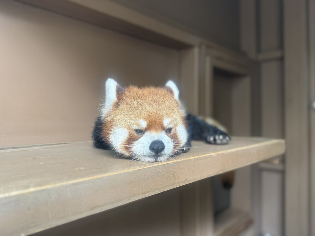 Run_RedPanda's tweet photo. ネイくん可愛すぎるよ😍

今日は右の子部屋でずっと会えるみたいです😊✨

📸2026.7.18

#八景島シーパラダイス 
#レッサーパンダ
#RedPanda
#小熊猫 
#ネイ https://t.co/XmPm5GhZ71