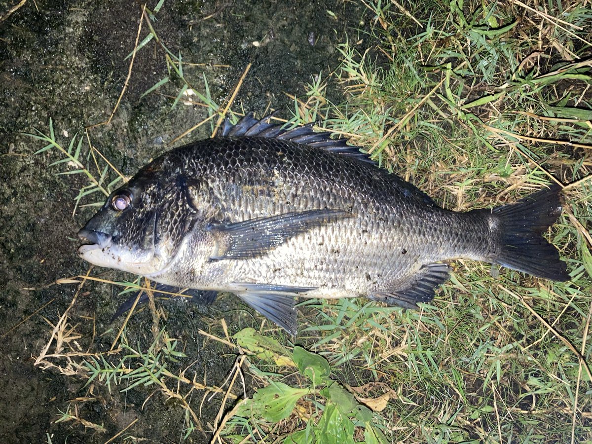 ProShiropro9's tweet photo. 今日は3人釣行🎣
短時間で終盤クロダイ連発しました🎣

別の場所ですが、友人がフラット狙いでスレですが今年初のアオリイカとの事（笑）🦑これからサイズも上がり盛り上がって行きそうですね👍

イタチが川から泳いできて、すぐ隣の陸地に到着した時は驚き（笑）。カワウソかと思った😅写メ撮れず😂 https://t.co/8XBOpmjus3