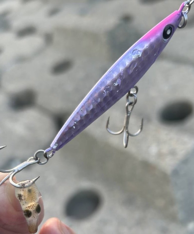 ProShiropro9's tweet photo. 今日は3人釣行🎣
短時間で終盤クロダイ連発しました🎣

別の場所ですが、友人がフラット狙いでスレですが今年初のアオリイカとの事（笑）🦑これからサイズも上がり盛り上がって行きそうですね👍

イタチが川から泳いできて、すぐ隣の陸地に到着した時は驚き（笑）。カワウソかと思った😅写メ撮れず😂 https://t.co/8XBOpmjus3
