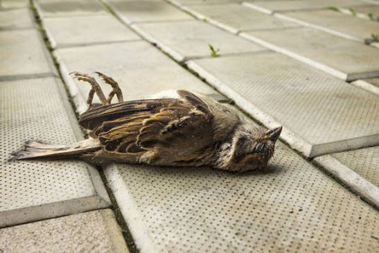 TTesa_'s tweet photo. The early bird without connections https://t.co/h72LMCrGJW