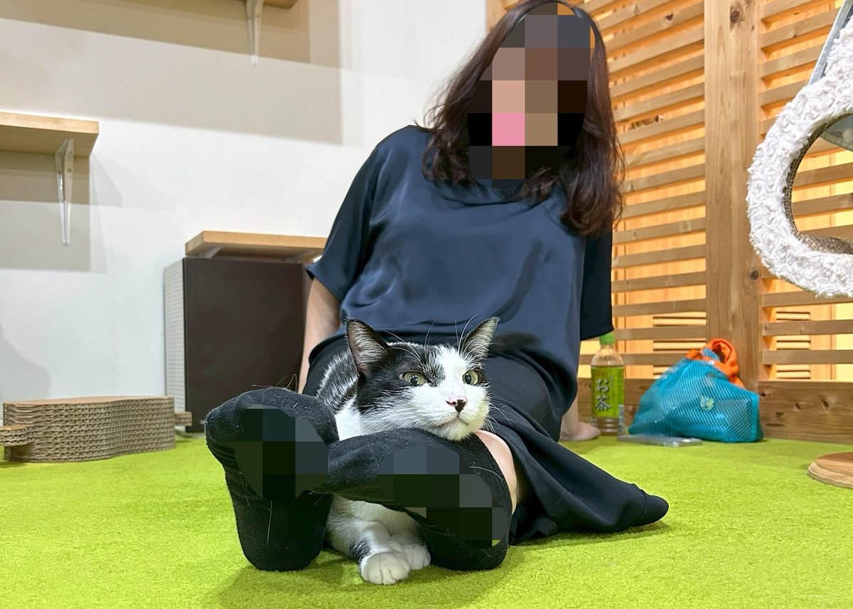 higa4cats's tweet photo. 私のお気に入りスポット🐈
#おれを見てや https://t.co/MQtqhhpGg3
