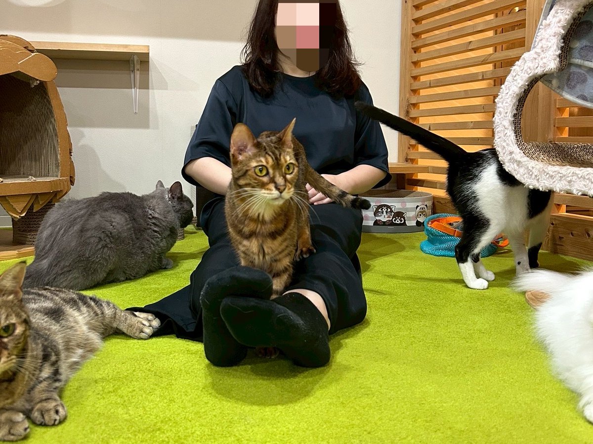 higa4cats's tweet photo. 私のお気に入りスポット🐈
#おれを見てや https://t.co/MQtqhhpGg3
