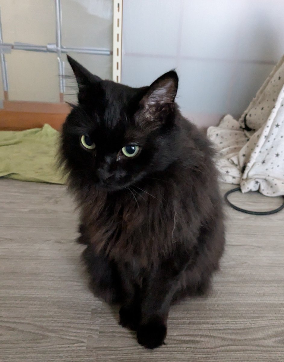 あんころきなこ🐾 tweet media