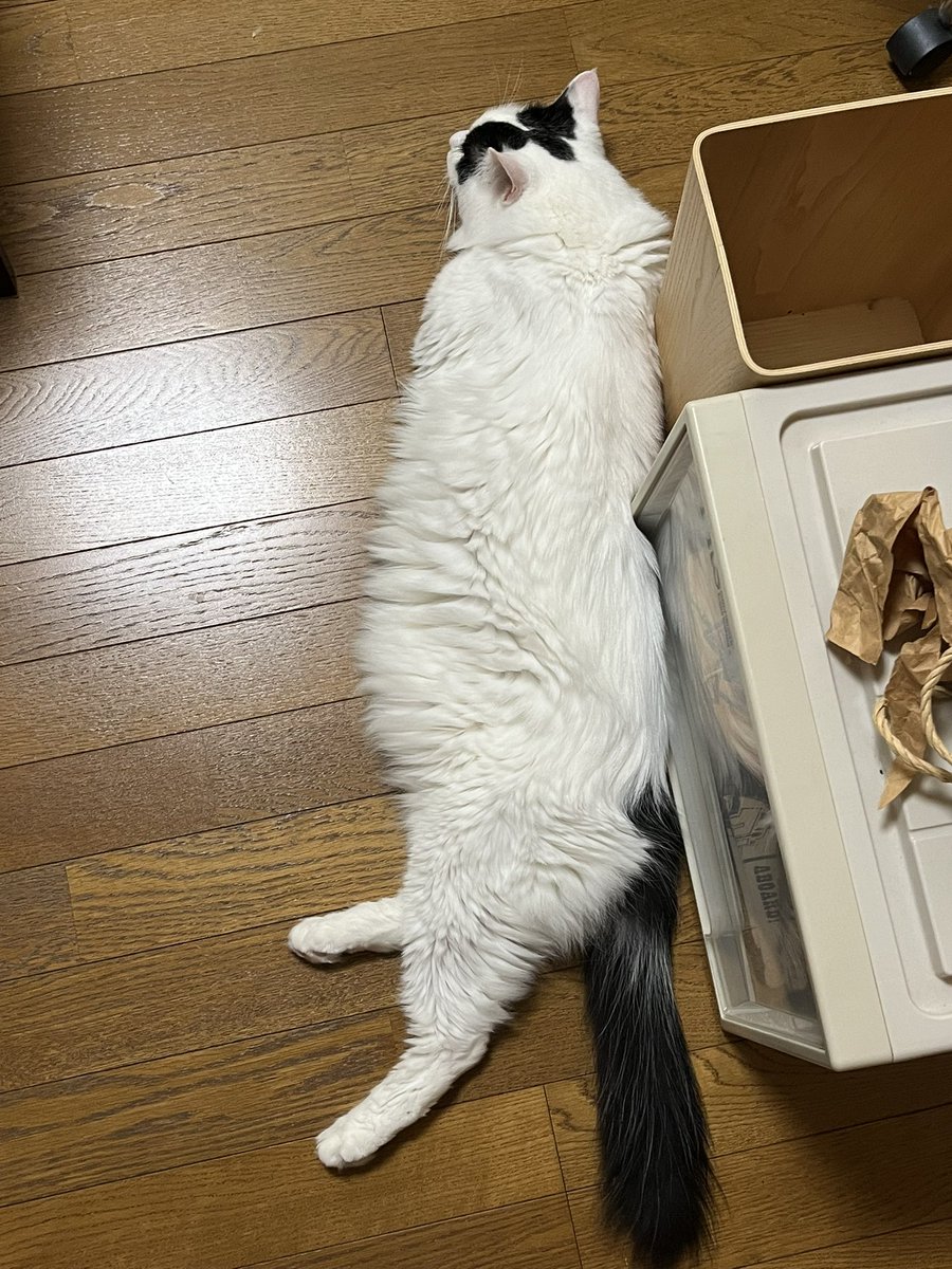 早川忍 tweet media
