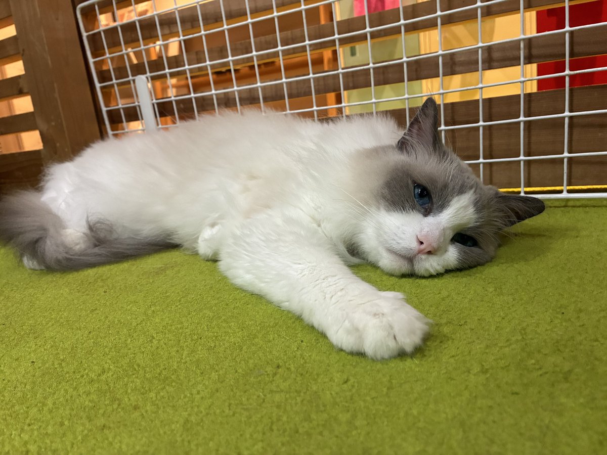 higa4cats's tweet photo. きっくん復帰おめでとう🎊
＆ぺったんこの皆様 https://t.co/BIPJ0ZA0pd
