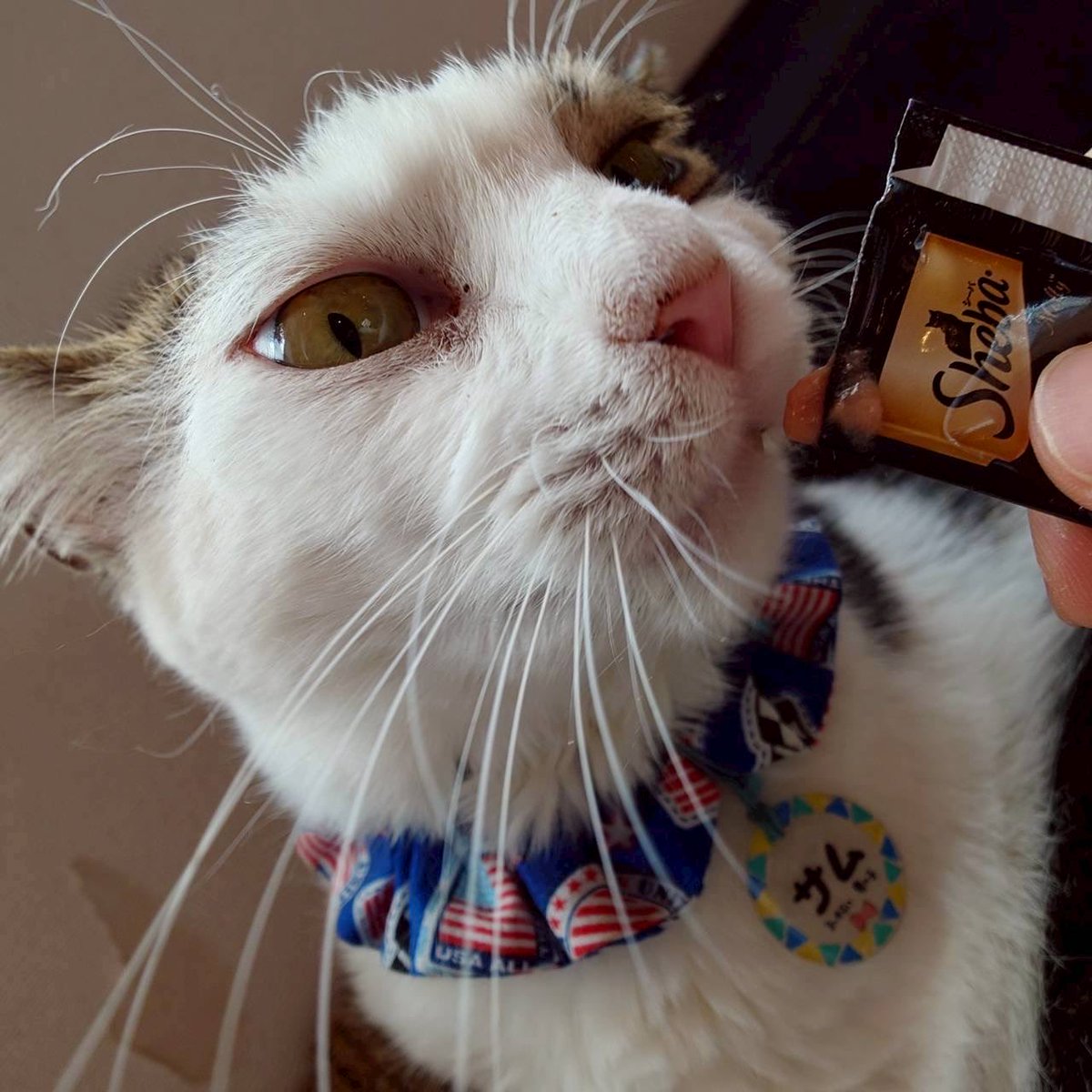 catcafesakura2's tweet photo. チュール美味しいね♡

 カフェ在籍期間が7/31までと迫っています💦
皆様サムくんに里親様が見つかりますよう応援よろしくお願いいたします🙇‍♀️

 #さむ🌸
 #保護猫カフェさくら2号店
 #在籍期間迫ってます
 #里親募集中
 #埼玉 #越谷 #エイズキャリア https://t.co/ALvsdx88y9