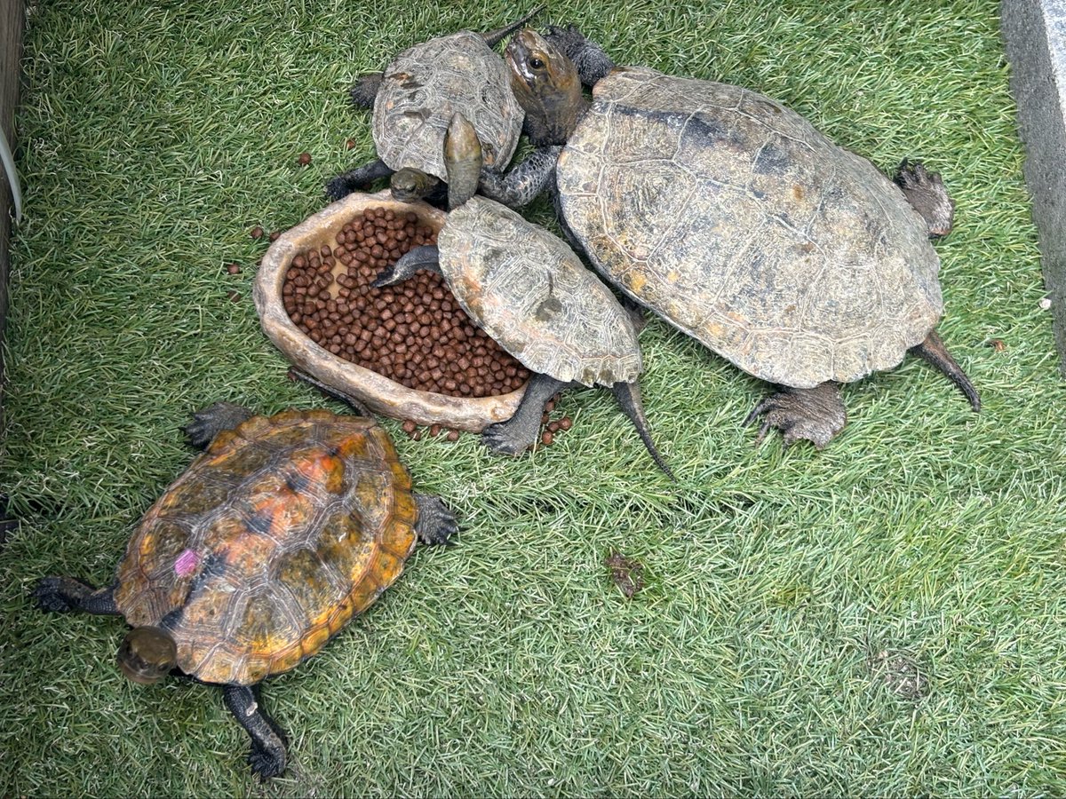 maa88286176's tweet photo. イシガメとセマルの飼育場の水換え時に卵を発見👀💡
たぶん去年産卵したイシガメの卵
有精卵であってくれー😭 https://t.co/5hhf6f5wYh