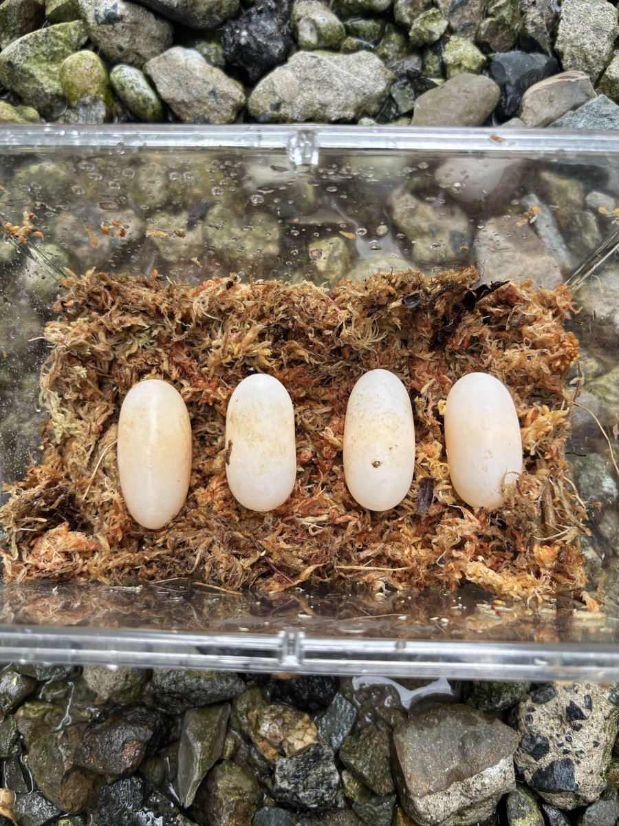maa88286176's tweet photo. イシガメとセマルの飼育場の水換え時に卵を発見👀💡
たぶん去年産卵したイシガメの卵
有精卵であってくれー😭 https://t.co/5hhf6f5wYh