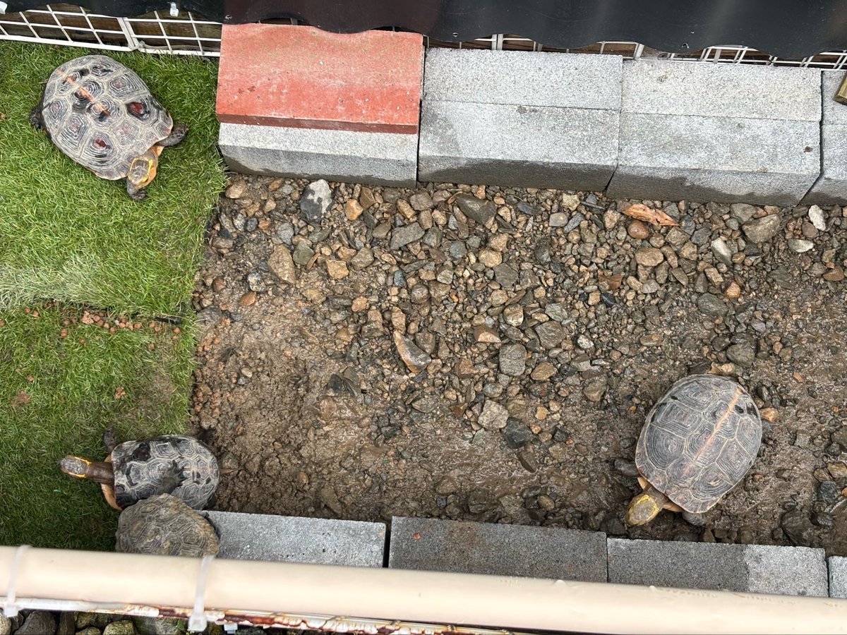 maa88286176's tweet photo. イシガメとセマルの飼育場の水換え時に卵を発見👀💡
たぶん去年産卵したイシガメの卵
有精卵であってくれー😭 https://t.co/5hhf6f5wYh