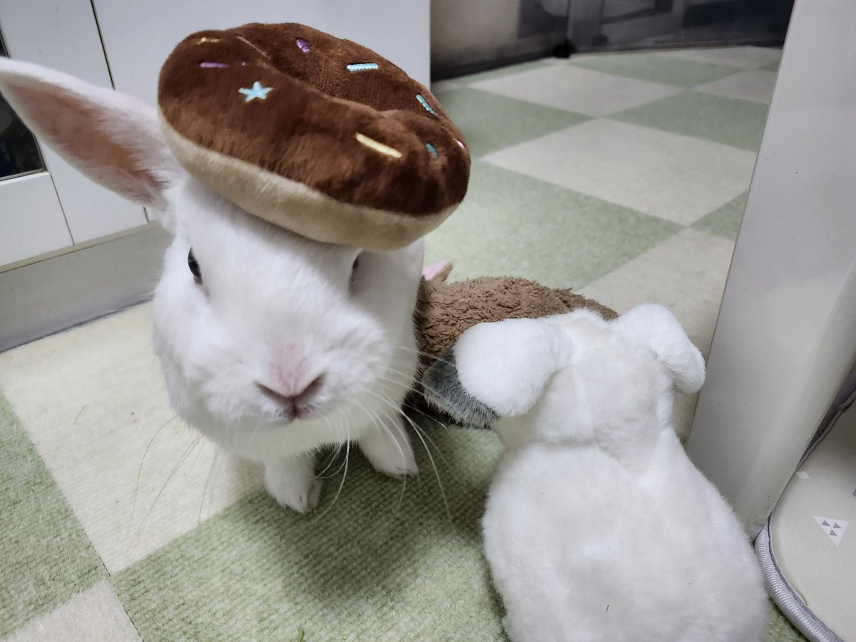 nitou7's tweet photo. ポタポタ🐰
ウサ病院にGOーされていまつ
ちべたい板がお供に増えてるけど
暑いよー https://t.co/RDK3qF9ls2