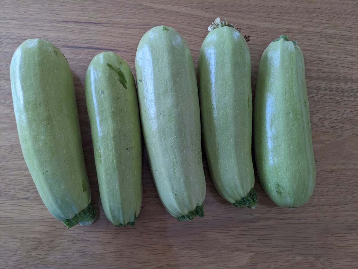 sato_sekkotsuin's tweet photo. おはようございます
患者様から頂いた
立派なズッキーニ🥒🥒🥒🥒🥒
炒めものが良いですね👍
美味しく頂いています😋

当院からのお知らせです
7月20日祭日は17時まで
診療致します https://t.co/8b6U48mXVn