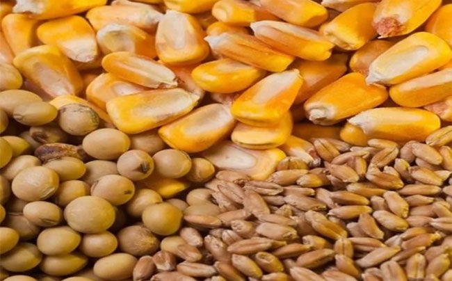 Agroverdad's tweet photo. Cotizaciones🌱🌽🌾
Mercados agrícolas. La semana cerró con subas para los granos en Chicago y en Rosario
➡️ https://t.co/GlqqRzdfJO
#AgroTitular #AgroCordoba #agro #campo #MercadosAgricolas #CBOT https://t.co/OfhHANLV0y