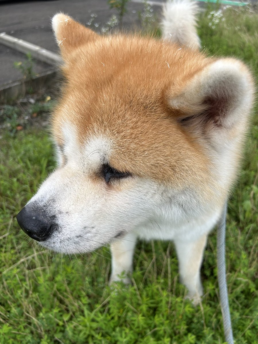秋田犬『ポチ&ハチ』 (@HapochiHapochi1) / Posts / X