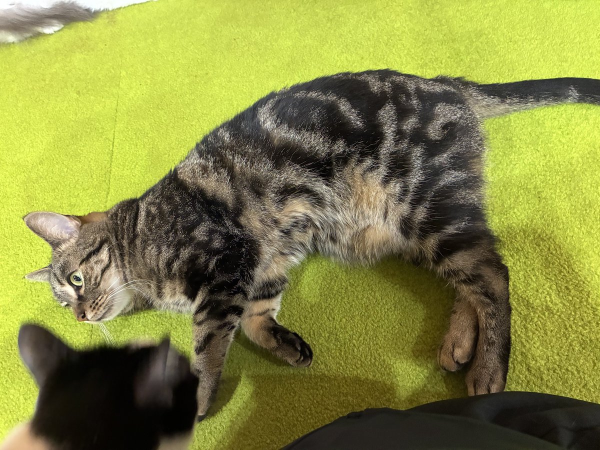 higa4cats's tweet photo. オレオしばくじゃこち🥊 https://t.co/Euh9rsRGR7