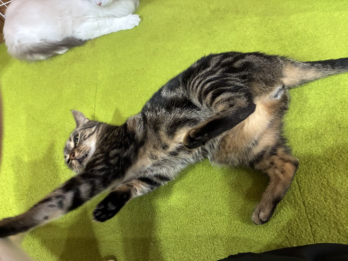 higa4cats's tweet photo. オレオしばくじゃこち🥊 https://t.co/Euh9rsRGR7