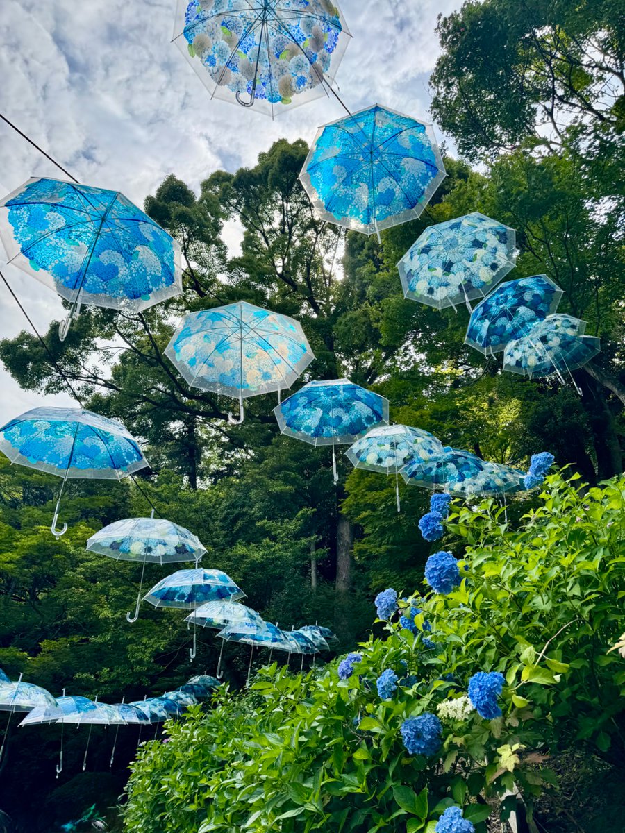 yyeoubii's tweet photo. hydrangea season in kyoto https://t.co/1vPKJa8o2U