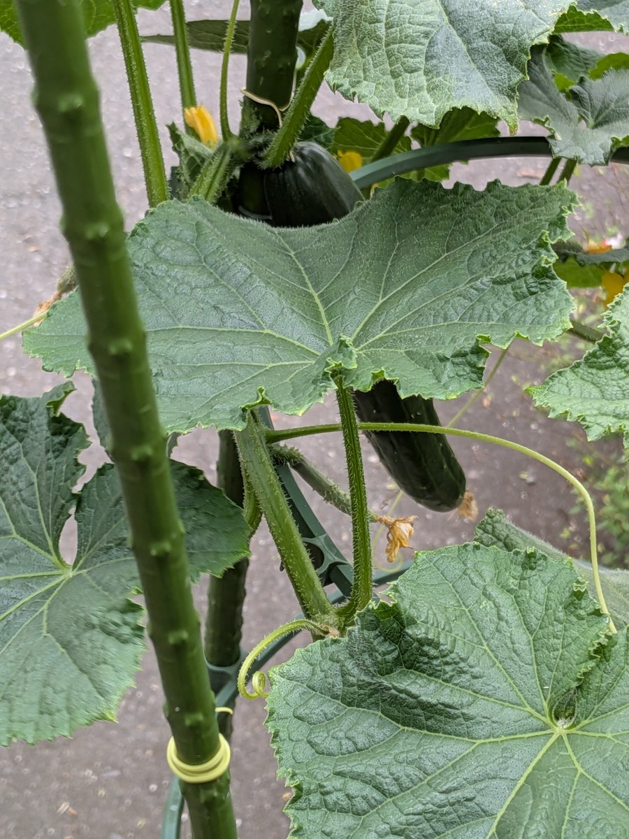 minomanma's tweet photo. おはようございます☺
キュウリ🥒初収穫
立派な大きさ
味噌マヨで酒のツマミにします☺ https://t.co/TNIktCsUO9