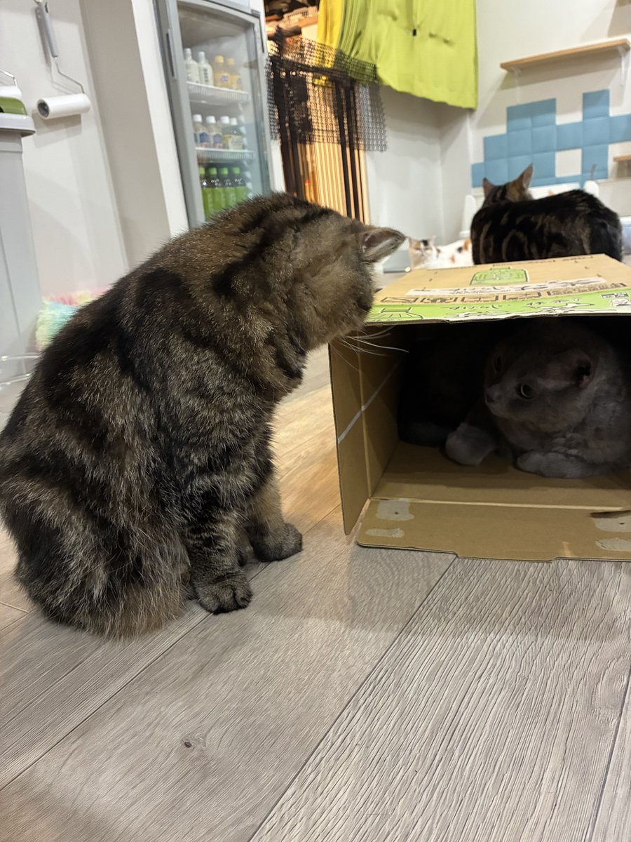 higa4cats's tweet photo. とよこん https://t.co/UGfRjfrJjP