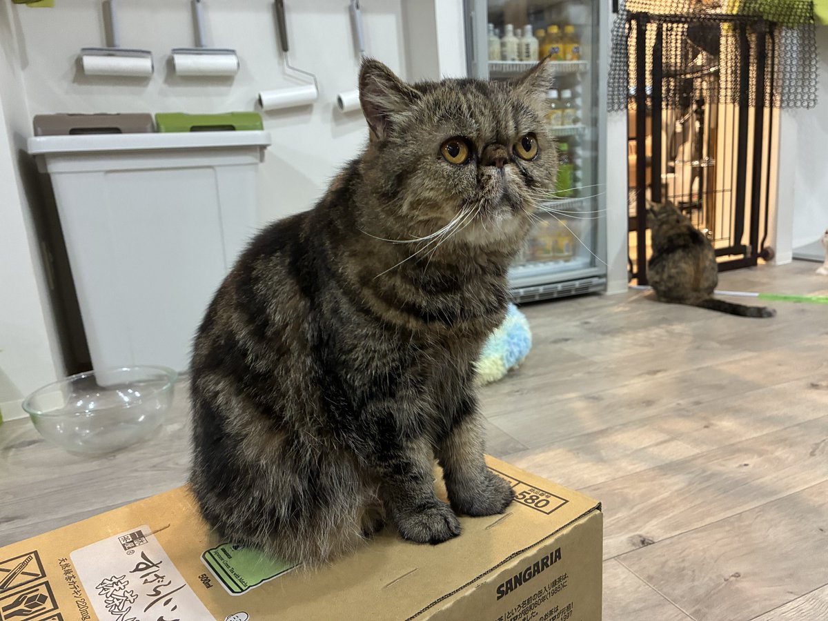 higa4cats's tweet photo. とよこん https://t.co/UGfRjfrJjP