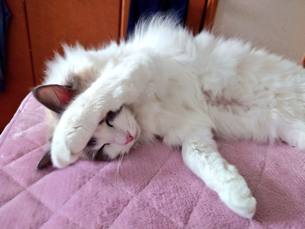 anne_saka's tweet photo. 猫様、ちょっと入院してて昨日帰ってきたんだけど、入院中元気になってきたらシャーシャー言って人を寄せ付けない猫と化してたらしい😅

グッタリしてた時に超音波やったので、お腹には毛刈りの窓がありますw https://t.co/boeZCHbWMX