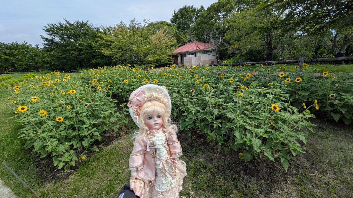 GINkikyo's tweet photo. 長女は、今日から二泊三日社員旅行で北海道へ行きました。

北海道は涼しいのかな？

#馬見丘陵公園 https://t.co/eUX7Uw4sY8