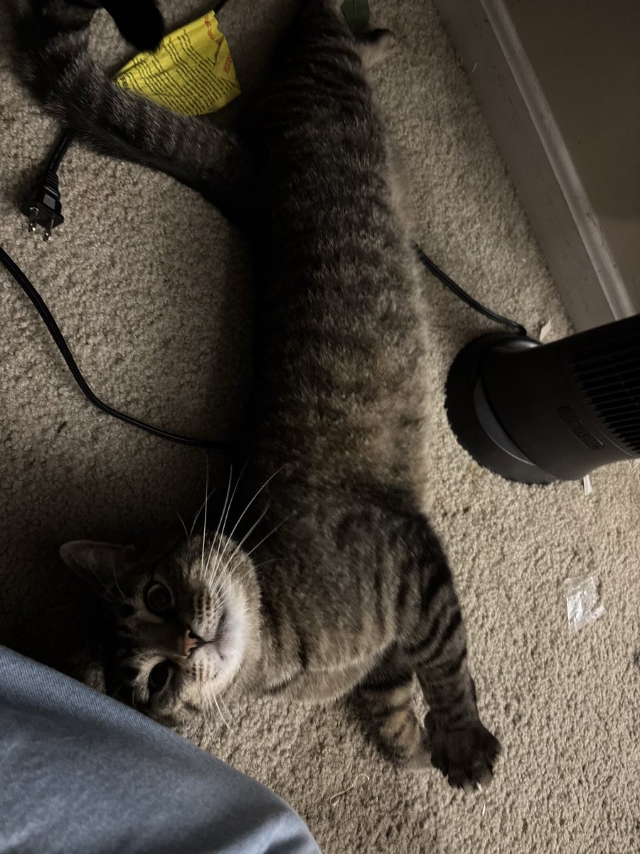 skelaniii's tweet photo. cat tingz ✨ https://t.co/vFR2cPqFmi