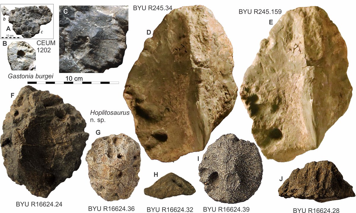 Paleojim's tweet photo. #FossilFriday The holotype and paratype  of the new species of Hoplitosaurus have dorsal osteoderms with distinct "invertebrate" induced pathologies that clearly different from the  irrgular "fungal-bacterial" pathologies  in the older Gastonia. @Paleontologizin @CanSVP https://t.co/cTiWnNFVZw