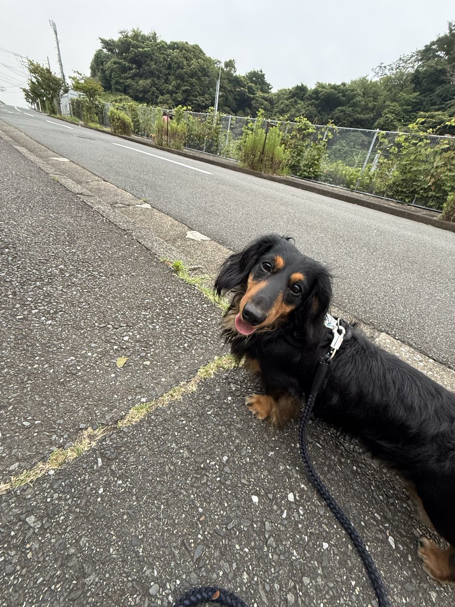 690625's tweet photo. #ミニチュアダックス 

ショック受けただろうな

ちゃんと対策するからね

危なかった

本当に危なかった https://t.co/n8UflPLtYn