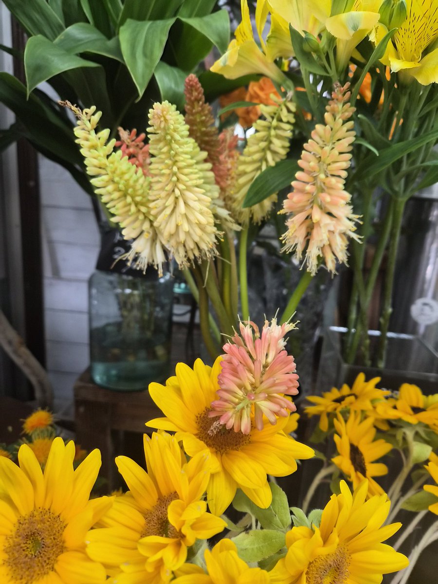 FS_konno's tweet photo. 今日から3連休ですね🌻
店内には、夏らしいひまわりやトリトマ、色とりどりのバラ、ガーベラ、カーネーションなど、明るいお花が揃いました。
白とグリーンの涼やかなアレンジメントや、すぐにお持ち帰りいただける花束もご用意しています。
連休中のお誕生日やお祝い、ご家族への手土産、お供えのお花にも。
暑い日が続きますが、どうぞ涼しい店内で、ゆっくりお花をご覧ください😊

#逗子 #葉山 #zushi #hayama #花 #flower

#おは戦80718🍩WW
#おは戦80718jd 🍩

#企業公式相互フォロー

https://t.co/Hy6PtDMhbu