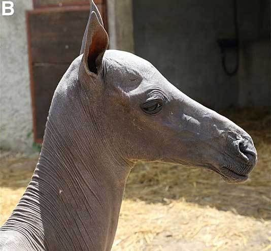 Coolio_Art's tweet photo. When you're so deep in the trenches of trying to figure out how large theropod skin would behave you're looking at pictures of hairless horses https://t.co/v86gYneBSV