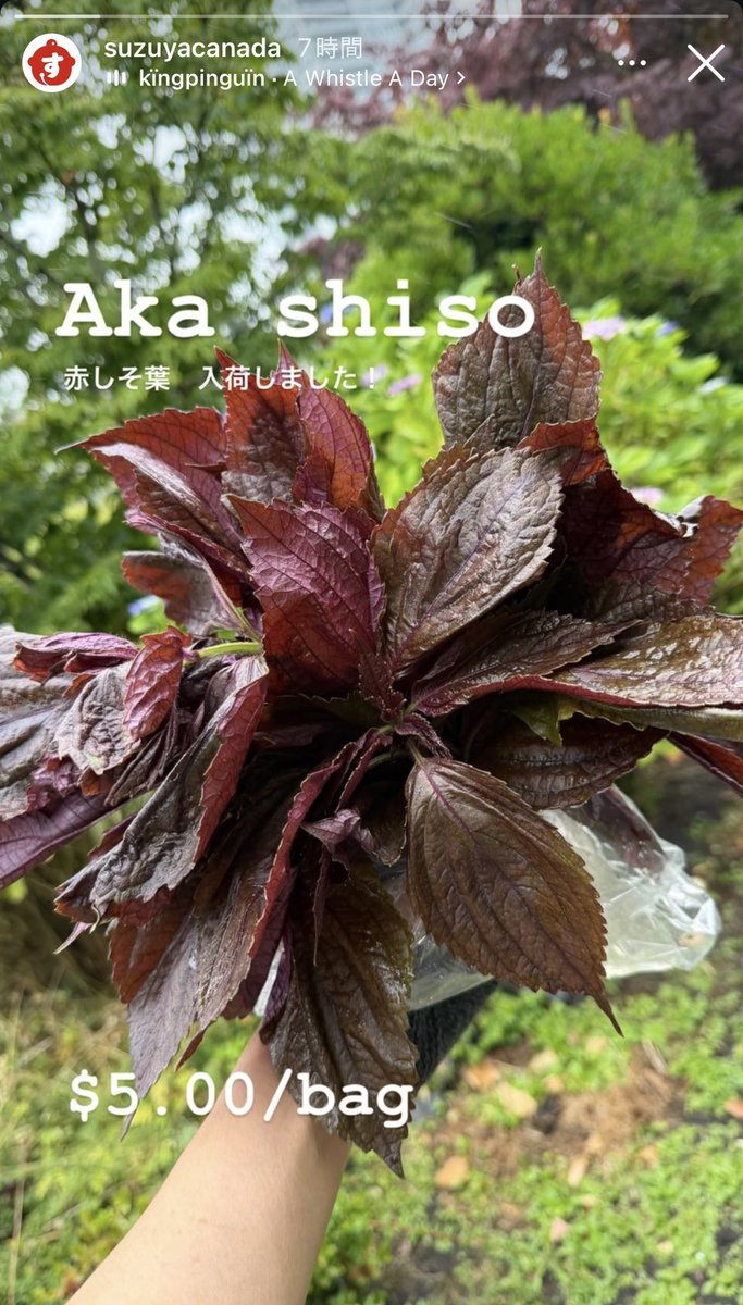 hiro_vegetable's tweet photo. バーナビーのSuzuyaに赤紫蘇が入荷したそうですよ〜。欲しい方はぜひ〜。美しき色合い。 https://t.co/OkFmUDOnB5