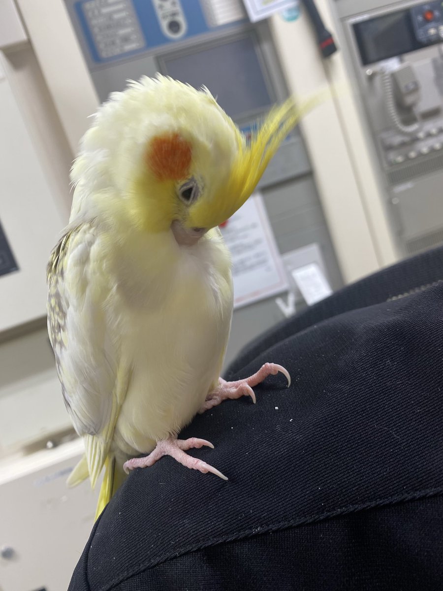 L3xbikjEHu92FoT's tweet photo. 大田区矢口て保護しました。
オカメインコちゃんです。
多分、逃げ来たばかりです。
池上警察署に保護してもらいます。
拡散して下さい。
飼い主さんの元に帰れます様に。 https://t.co/WumOCG86z8