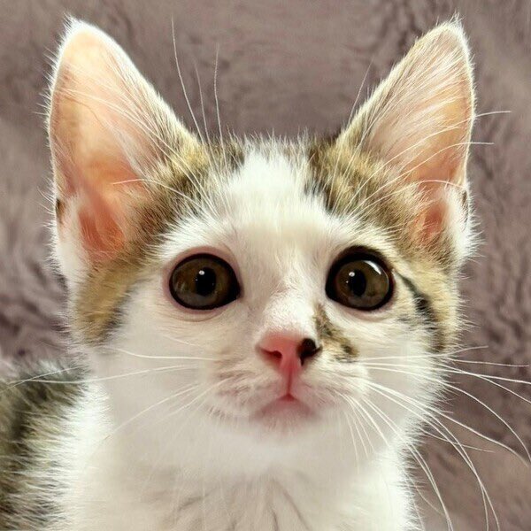 satoya_boshu's tweet photo. 7/19譲渡会参加☆ビビッとにゃんこ♪2ヶ月半
推定0歳2ヶ月
♀ 東京都

クリクリおメメのしちみちゃん♪
めっちゃ可愛くてアザといとこも
イタズラも許せちゃいます（笑）

姉妹のいちみちゃんと毎日にゃんプロや鬼ごっこで
スクスク成長中！
おてんば姫気質なところもずっと見てられますね（笑） https://t.co/HSIGlnn44O