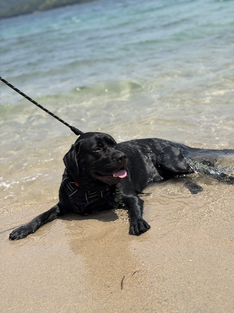 アポロ初めての海！気持ちよさそうー🐶 #黒ラブ #ラブラドール #海