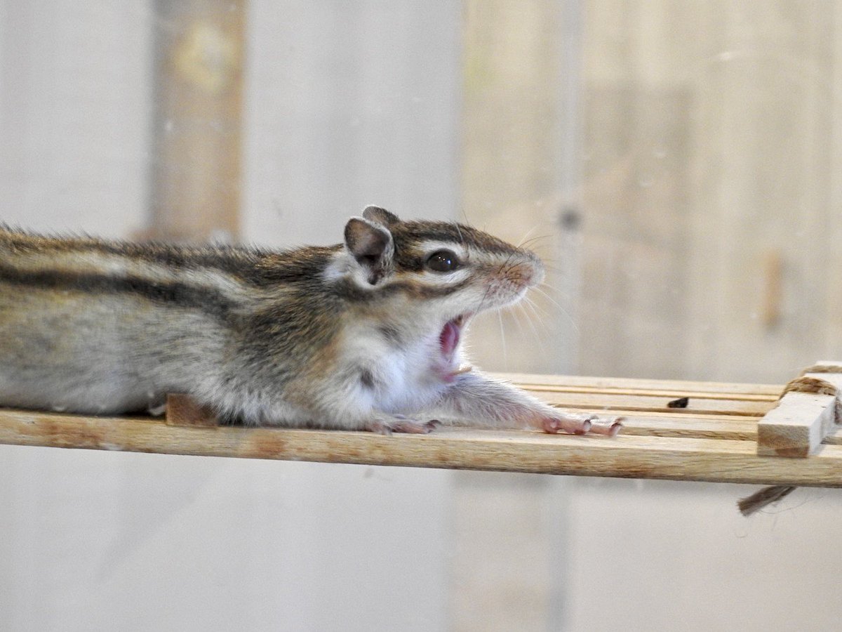 シマリス