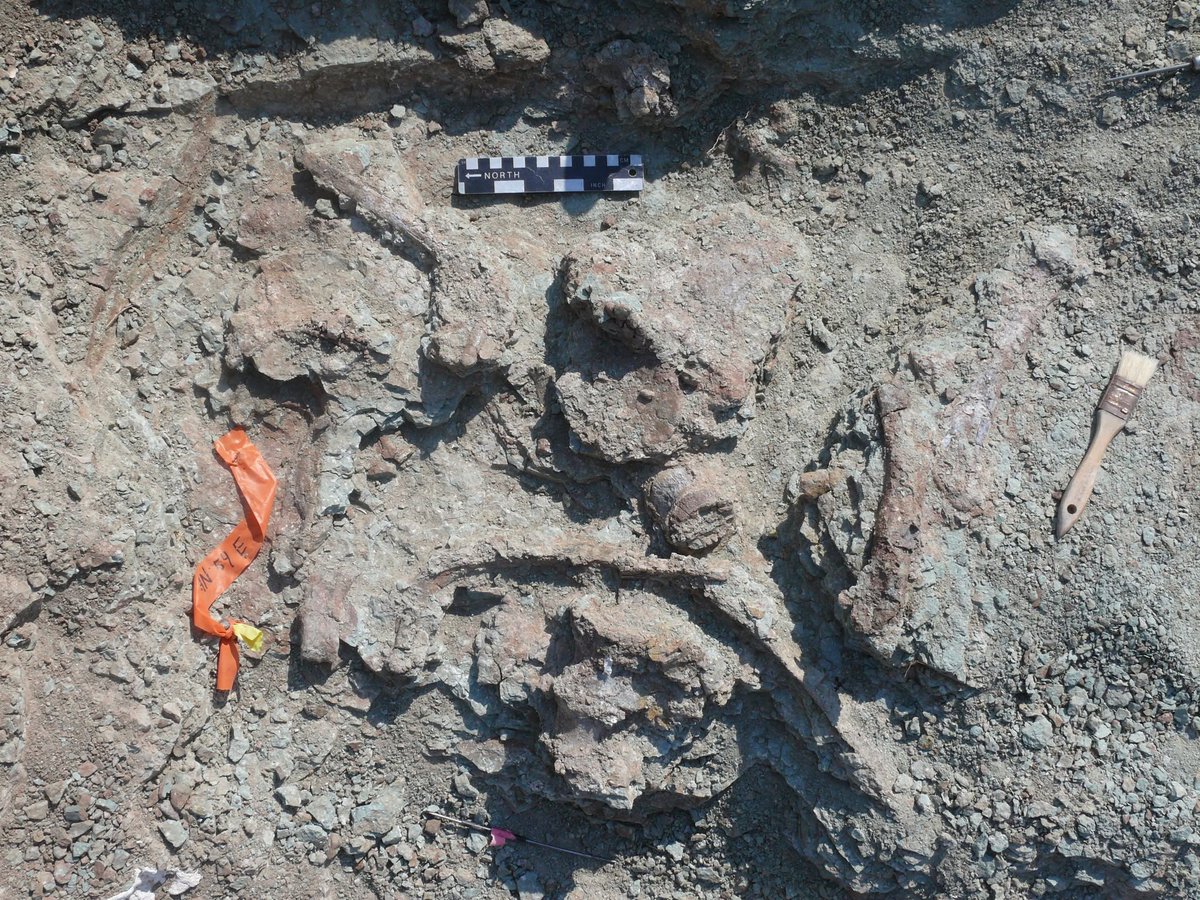 Paleojim's tweet photo. We will have Starlink with Paleontologizing live streaming every day from 3-5, --  August 6. #FossilFriday https://t.co/1Qi5t3vZnK... Early work at Jim's Place at Doellings Bowl at the Dawn of the Cretaceous in eastern Utah. @JurassicFDN @WhyDinosaurs https://t.co/h34OotU9bf