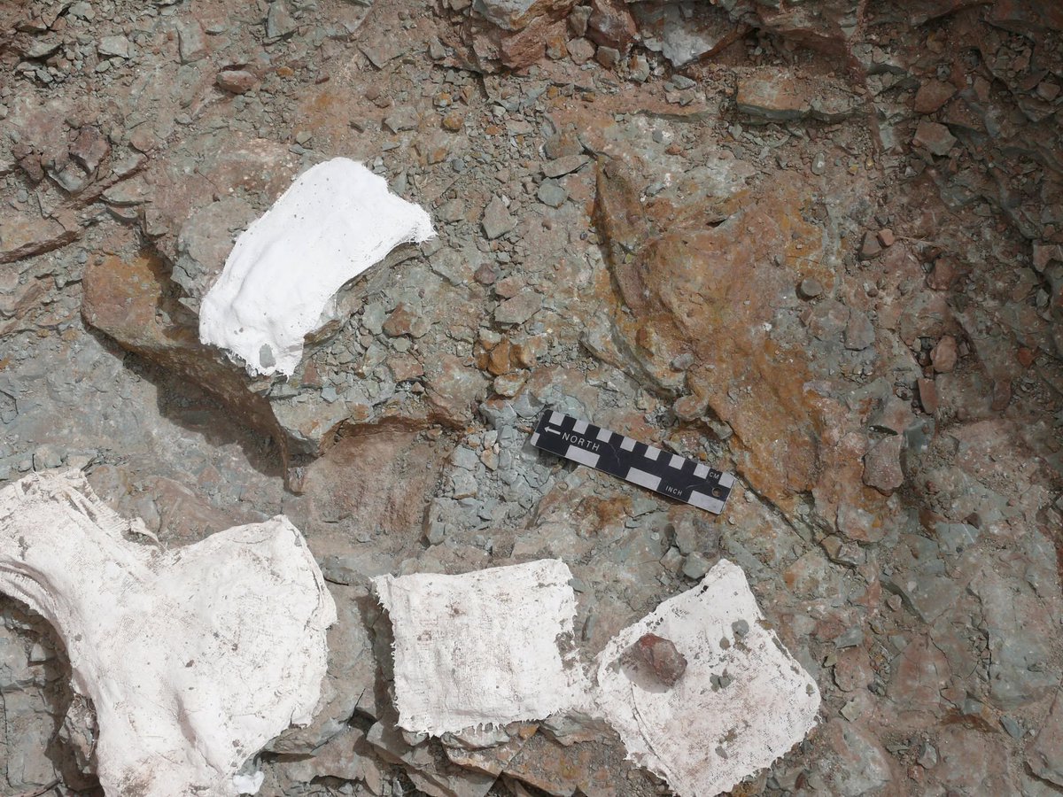 Paleojim's tweet photo. We will have Starlink with Paleontologizing live streaming every day from 3-5, --  August 6. #FossilFriday https://t.co/1Qi5t3vZnK... Early work at Jim's Place at Doellings Bowl at the Dawn of the Cretaceous in eastern Utah. @JurassicFDN @WhyDinosaurs https://t.co/h34OotU9bf