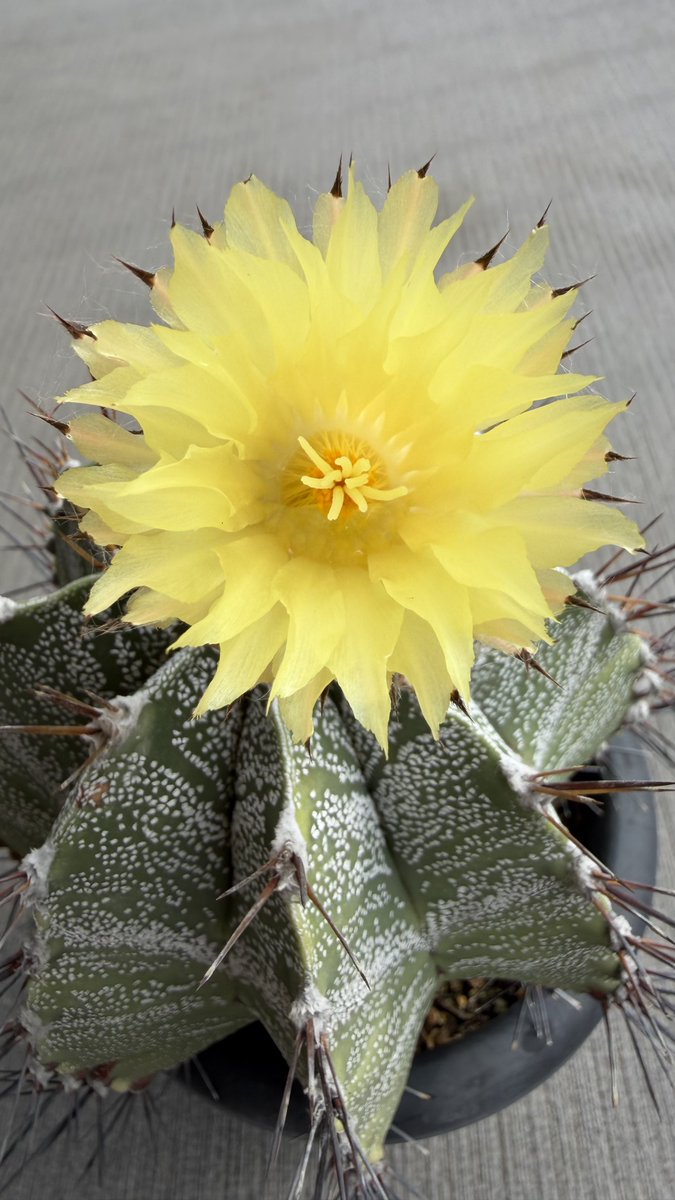 0085oil's tweet photo. 般若(サボテンの名前)に花が咲きました。
うちに来て10数年で初めての開花です。
雑に育ててるけど何とかなるものですね。生き物の強さを見ました。 https://t.co/7rHyzyYjvC