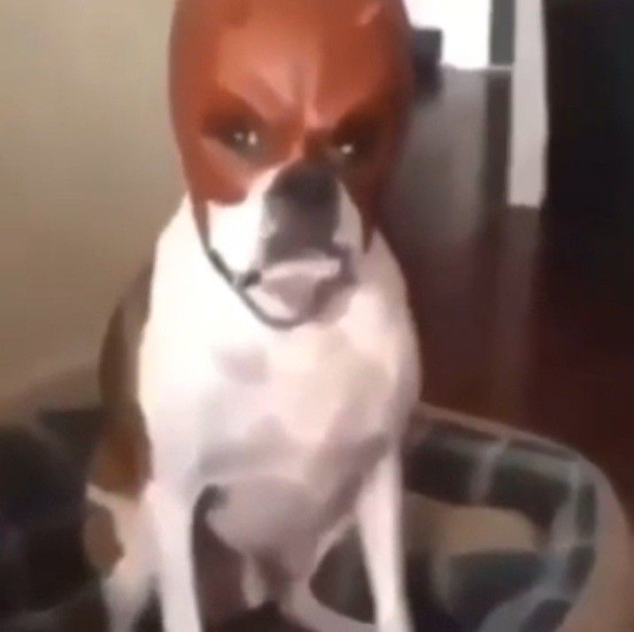 Matty151819's tweet photo. @AzuriPanda Es mejor cabar un hueco de 12 metros de profundidad esconder el cuerpo al fondo tapar hasta los 6 metros y enterrar algun animal ya que si encuentran a la mascota creeran que solo es la mascota y te dejaran en paz https://t.co/lJSRInYxCh
