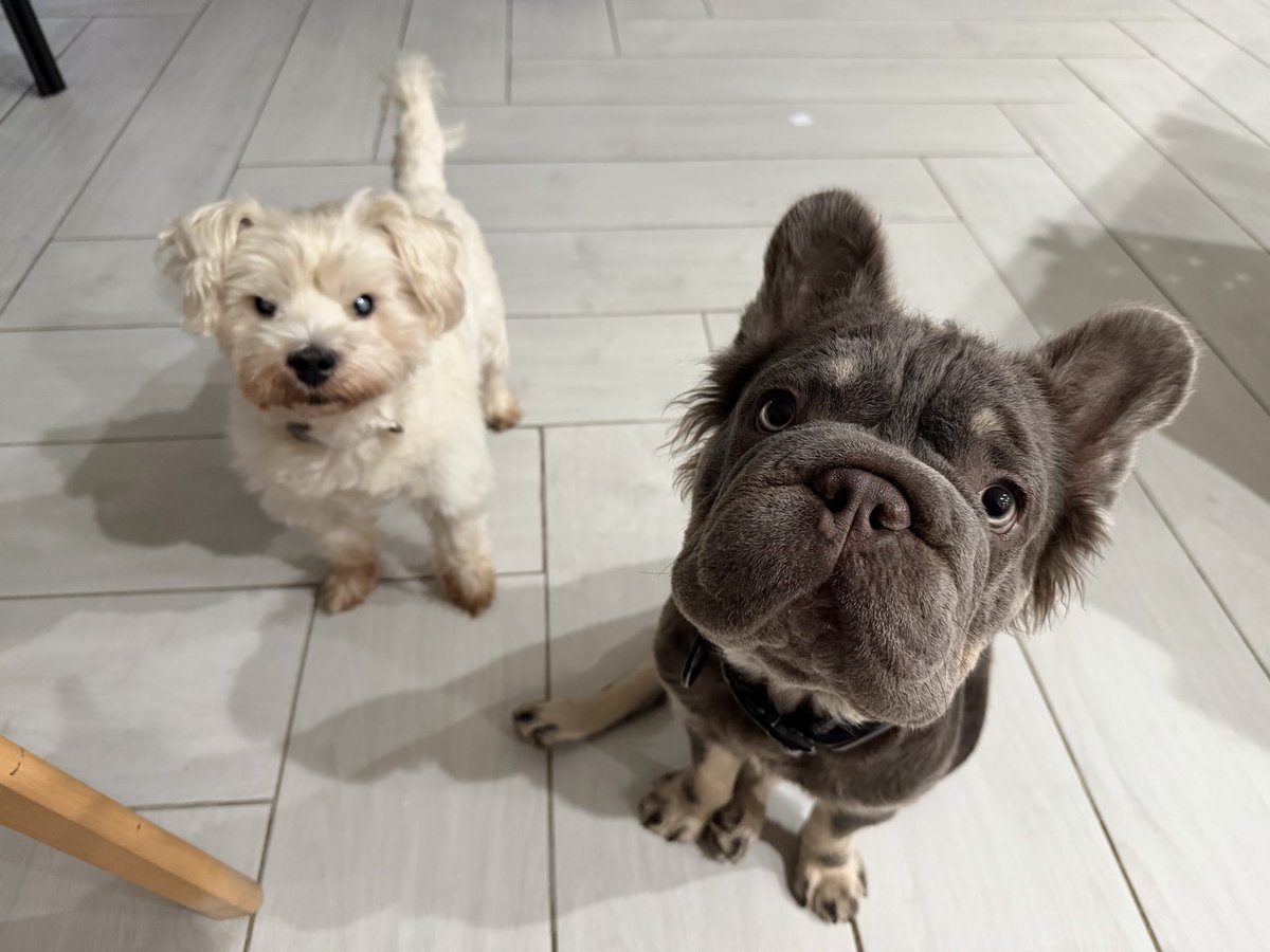 thevivafrei's tweet photo. I’ve got two disabled dogs.

One is blind.

The other is retarded. https://t.co/SOxfNXqIze